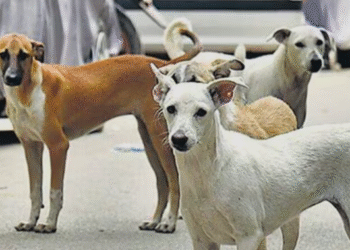 Stray Dogs: आवारा कुत्तों की गिनती जरूरी, बिना आंकड़े योजना नहीं बन सकती – विशेषज्ञ”