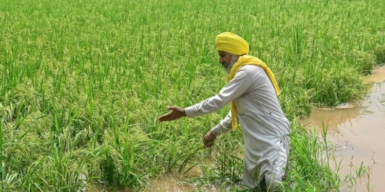 चंडीगढ़ में तेज हवाओं से मचा हाहाकार   पंजाब में बाढ़ का खतरा: रावी-ब्यास-सतलुज से सटे जिलों में अलर्ट