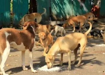 DTREET DOGS CASE: सुप्रीम कोर्ट ने आवारा कुत्तों पर राज्यों को लगाई फटकार,3 नवंबर को होगी अगली सुनवाई ,मुख्य सचिवों को दिया अगली सुनवाई में पेश होने के आदेश