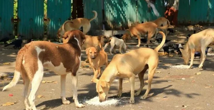 DTREET DOGS CASE: सुप्रीम कोर्ट ने आवारा कुत्तों पर राज्यों को लगाई फटकार,3 नवंबर को होगी अगली सुनवाई ,मुख्य सचिवों को दिया अगली सुनवाई में पेश होने के आदेश