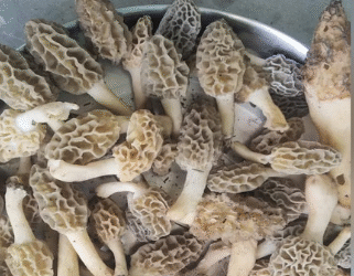 सोलन डीएमआर का बड़ा शोध: अब GREEN HOUSE में भी उगेगी औषधीय गुच्छी