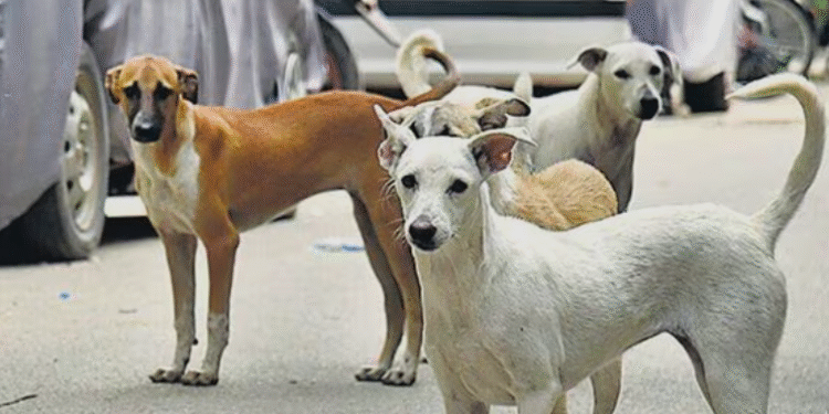 Stray Dogs: आवारा कुत्तों की गिनती जरूरी, बिना आंकड़े योजना नहीं बन सकती – विशेषज्ञ”