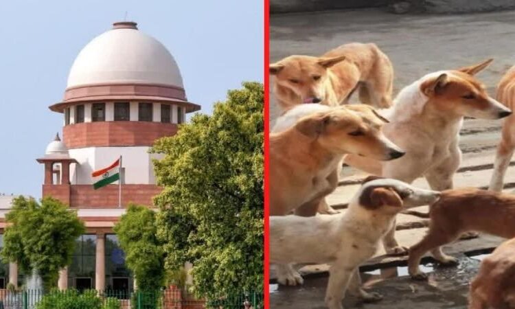 Supreme Court  का आवारा कुत्तों पर सख्त रुख और जन सुरक्षा पर जोर