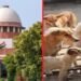 Supreme Court  का आवारा कुत्तों पर सख्त रुख और जन सुरक्षा पर जोर