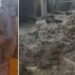 95 वर्षीय राधा देवी की बहादुरी की कहानी